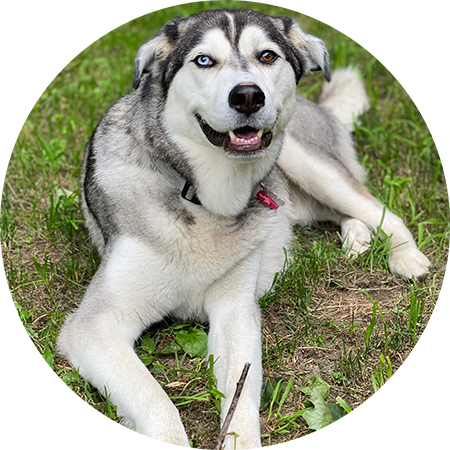 picture of grey and white dog